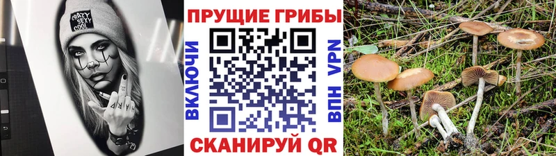 Псилоцибиновые грибы GOLDEN TEACHER  даркнет сайт  Тулун 